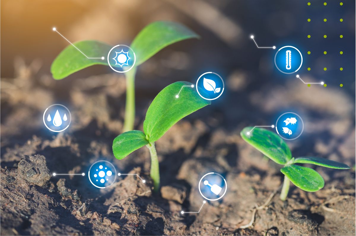 Mudas germinando no solo com indicadores de tecnologia de aplicação